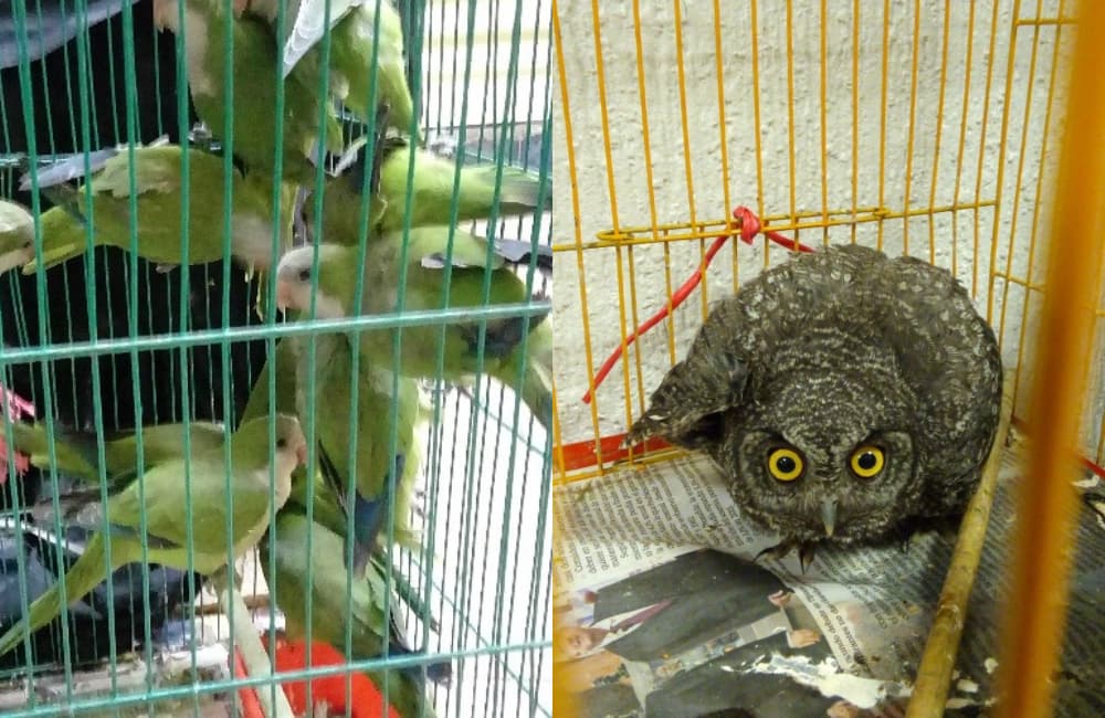 Rescatan a más de 50 animales en Mercado de Sonora