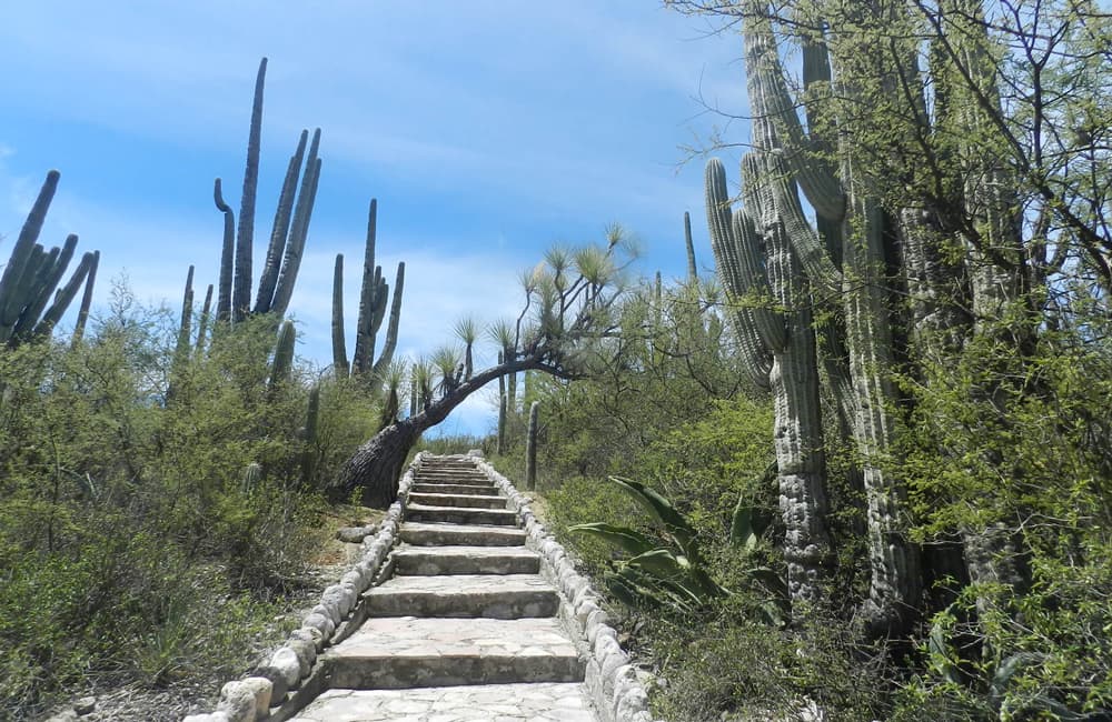 Tehuacán Cuicatlán es Patrimonio de la Humanidad