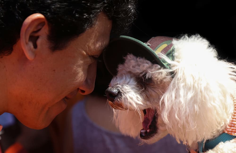 Festival de mascotas en CDMX