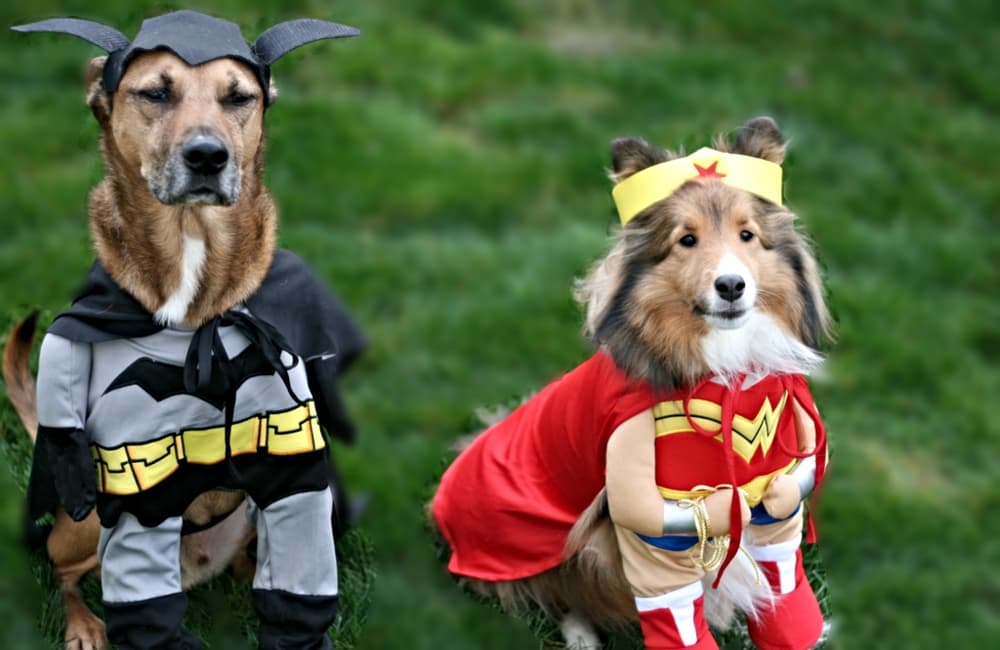 disfraces para mascotas en la cdmx