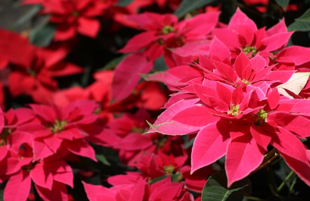 comprar nochebuenas en la cdmx