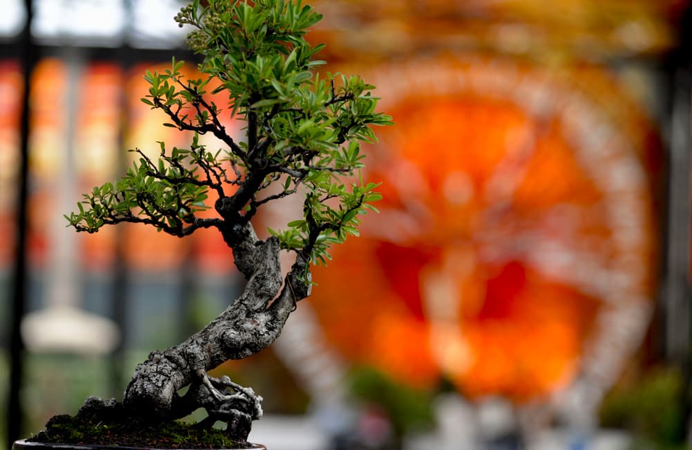 Expo Bonsái en CDMX