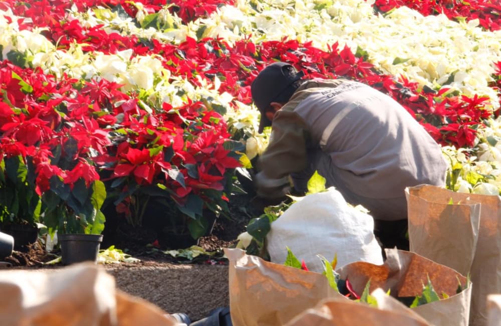 Plantan miles de nochebuenas en Paseo de la Reforma