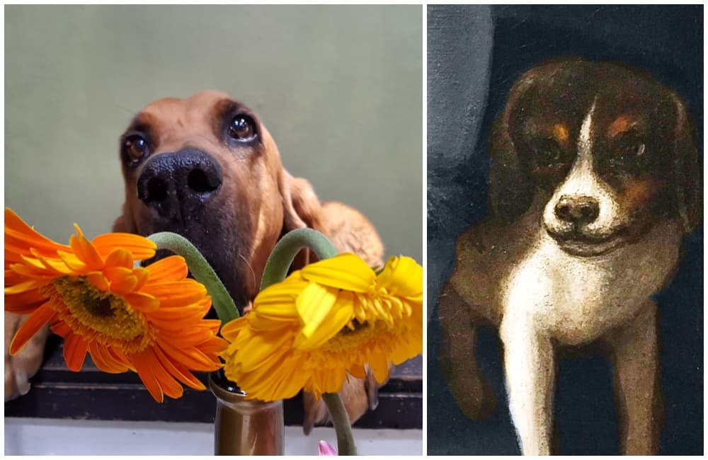 san carlos responde tus selfies