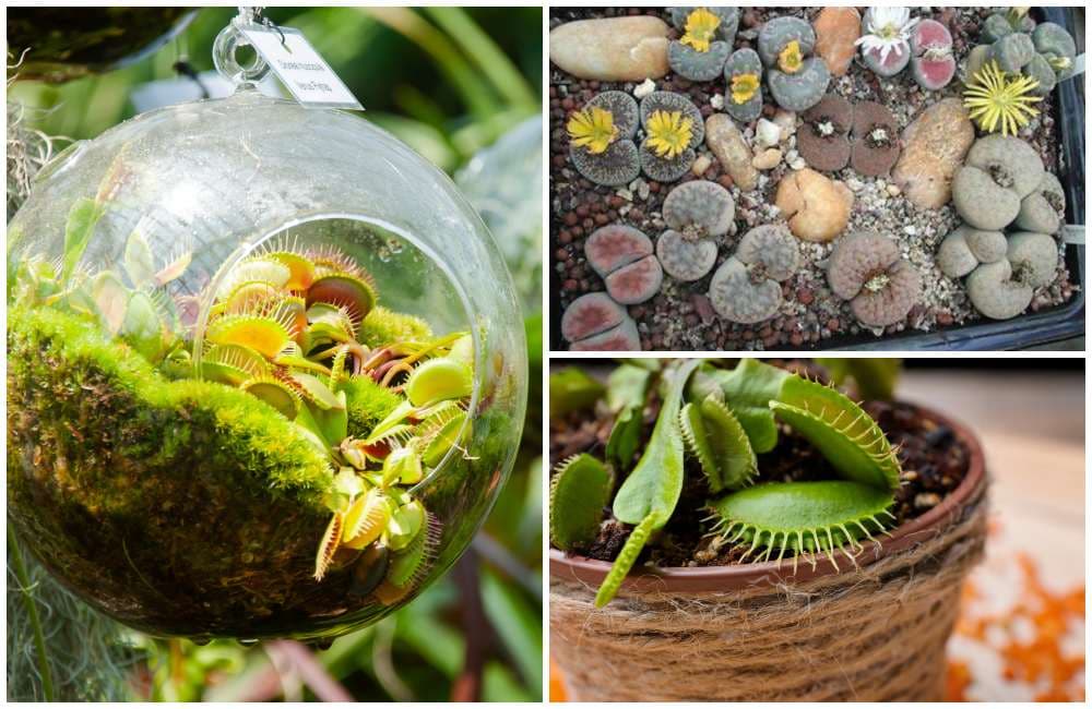 taller de piedras vivientes