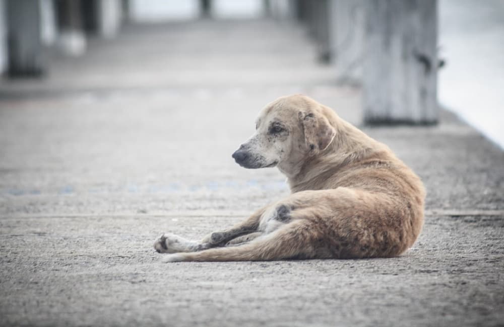 Perros abandonados en la cdmx