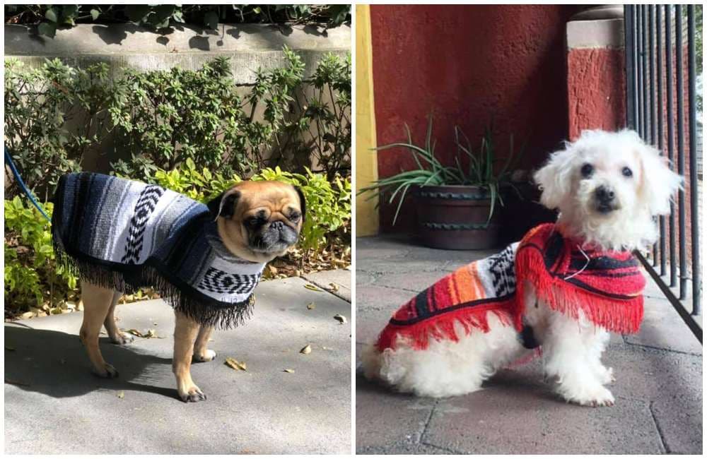 jorongos para perros