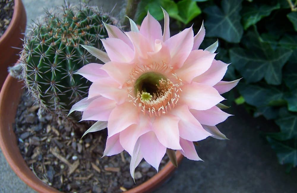 adopta plantas en el Jardín Botánico