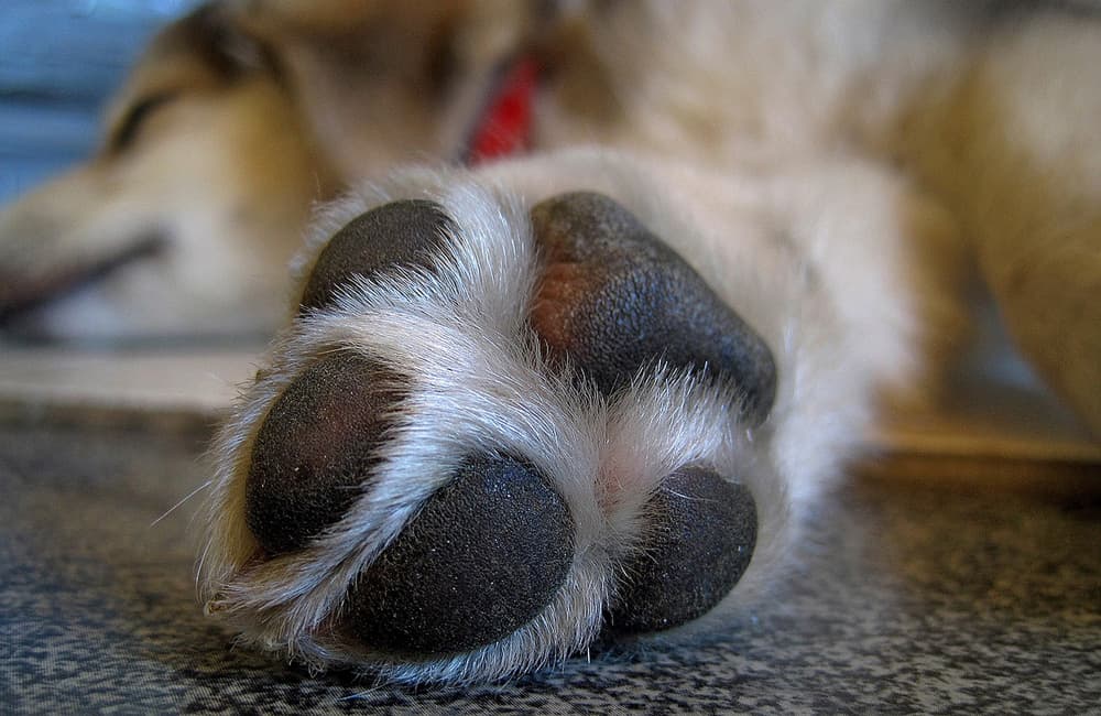 Cómo cuidar las patas de los perros