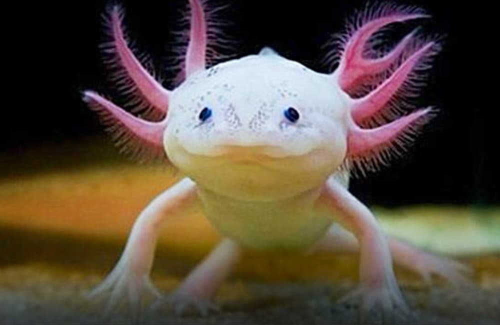 guía para comprar ajolotes en la cdmx