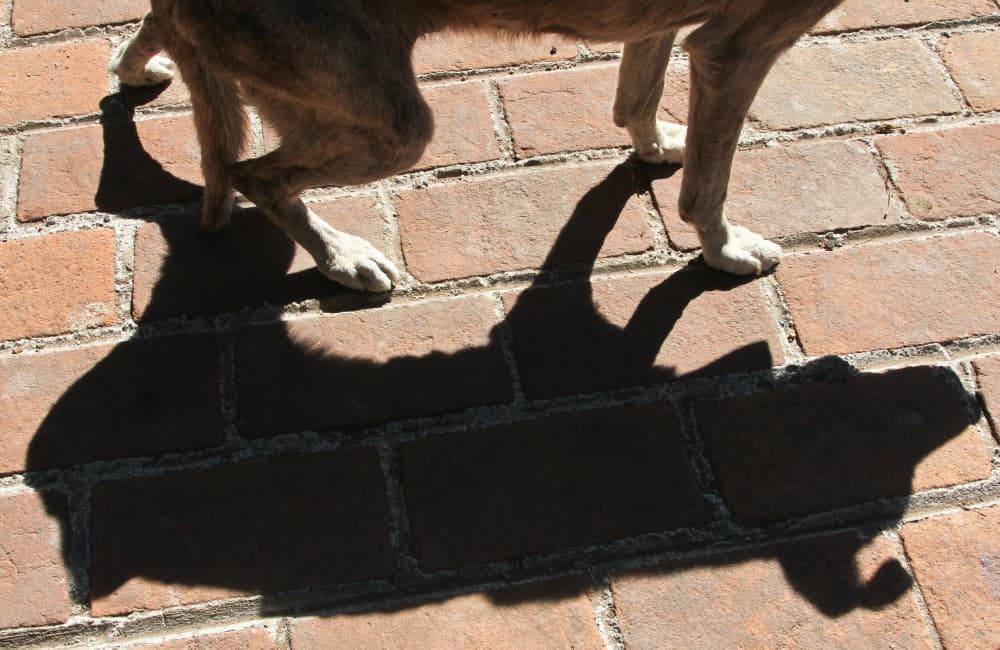 La Procuraduría General de Justicia (PGJ) de la Ciudad de México busca a las personas que aventaron a dos perros desde el segundo piso de un establecimiento ubicado en el Centro Histórico.