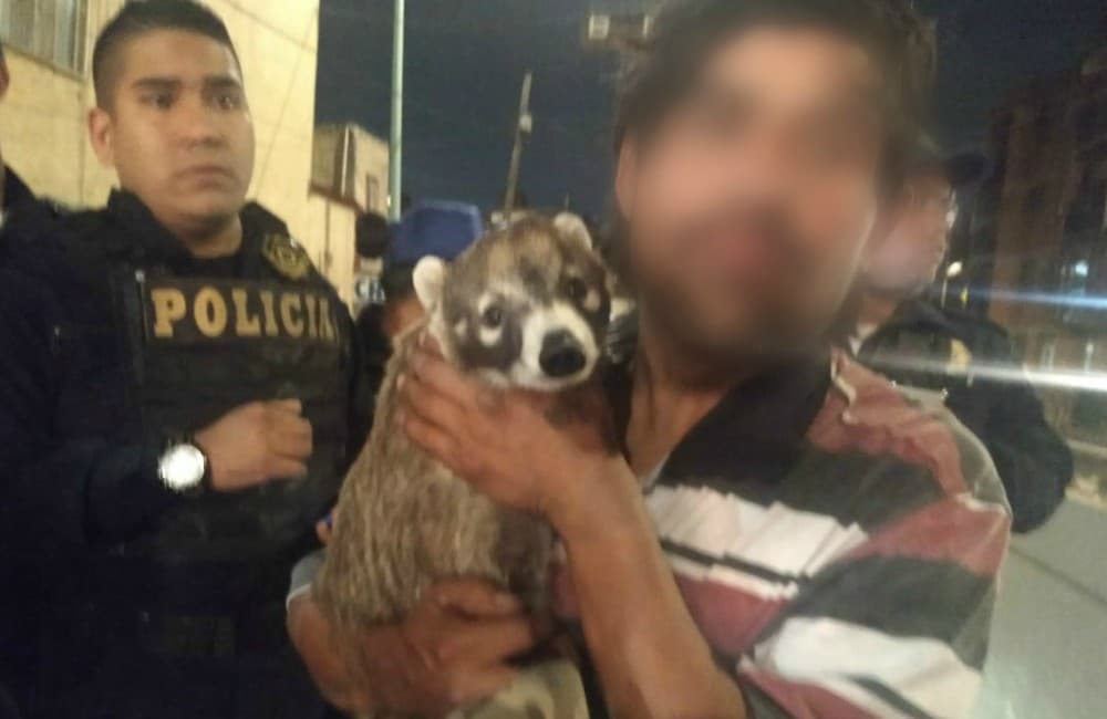 Intenta viajar con un tejón en el Metro y lo detiene la policía