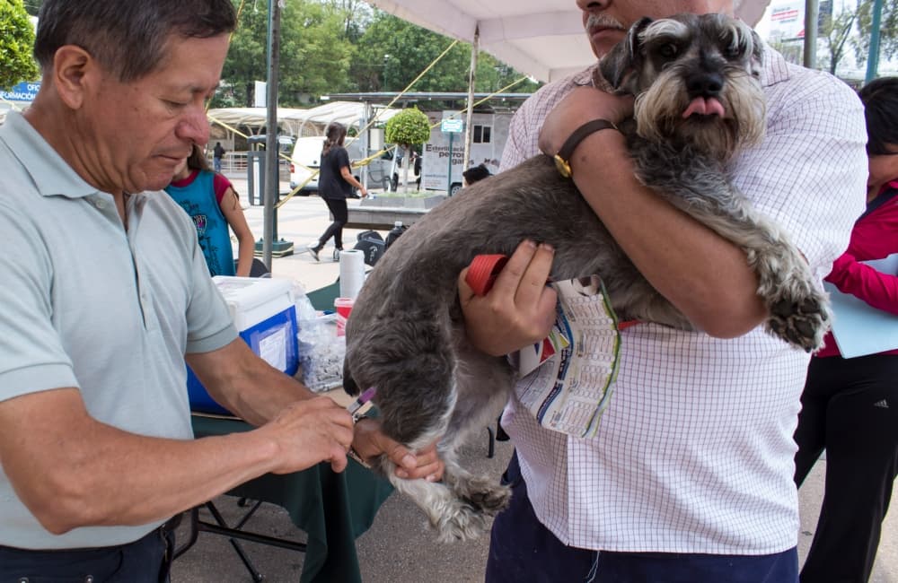 Ya empezó la Semana Nacional de Vacunación Antirrábica 2019 en CDMX