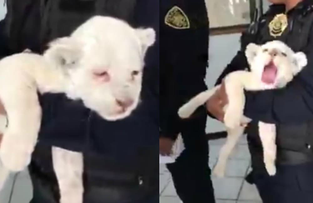 Policías detienen a dos que llevaban a un cachorro de león en Iztapalapa