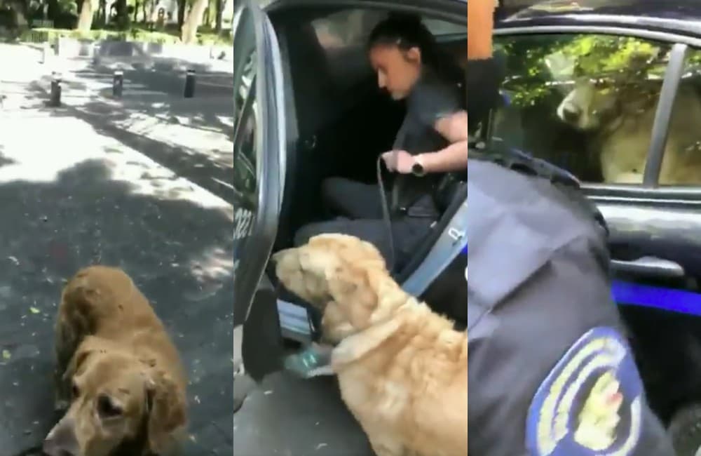 Policías arrestan a una mujer, tras ver a sus perros en una fuente