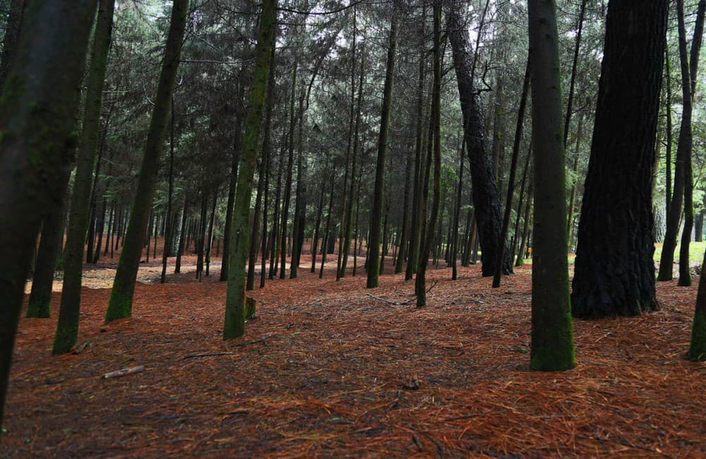 ¿Le entras al #RetoVerde? Este es el plan para reforestar la CDMX