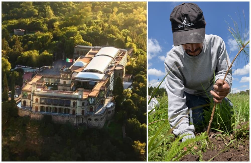 regalar un árbol a chapultepec