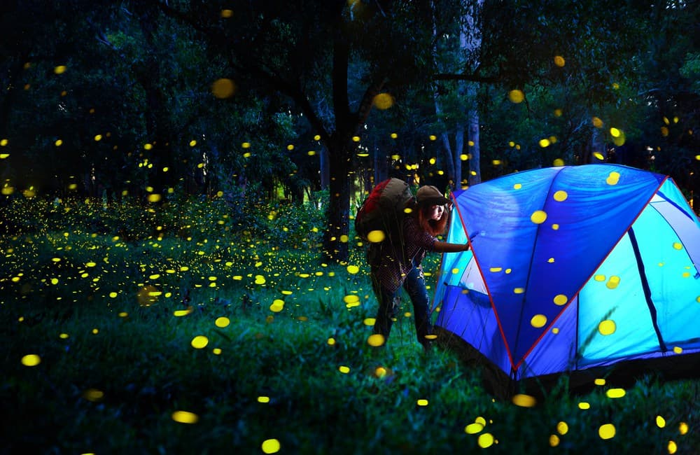 CAMPAMENTOS PARA VER LUCIÉRNAGAS