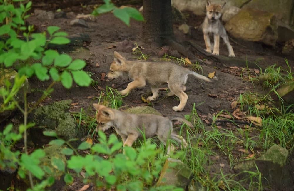 ¡Auuu! Nacen seis lobos mexicanos en Zoológico de Chapultepec