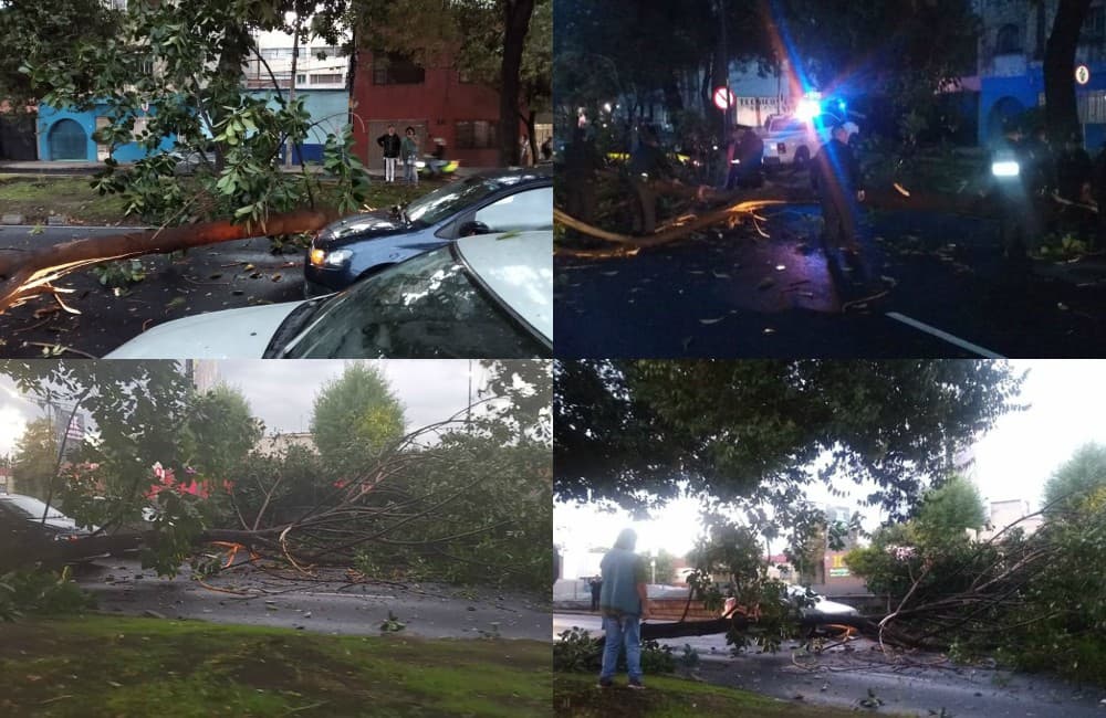 ¡Evita la zona! Lluvia provoca caída de árbol en Viaducto