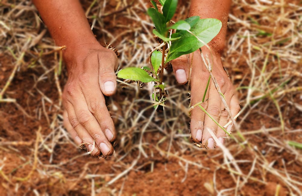 festival de reforestación en cdmx