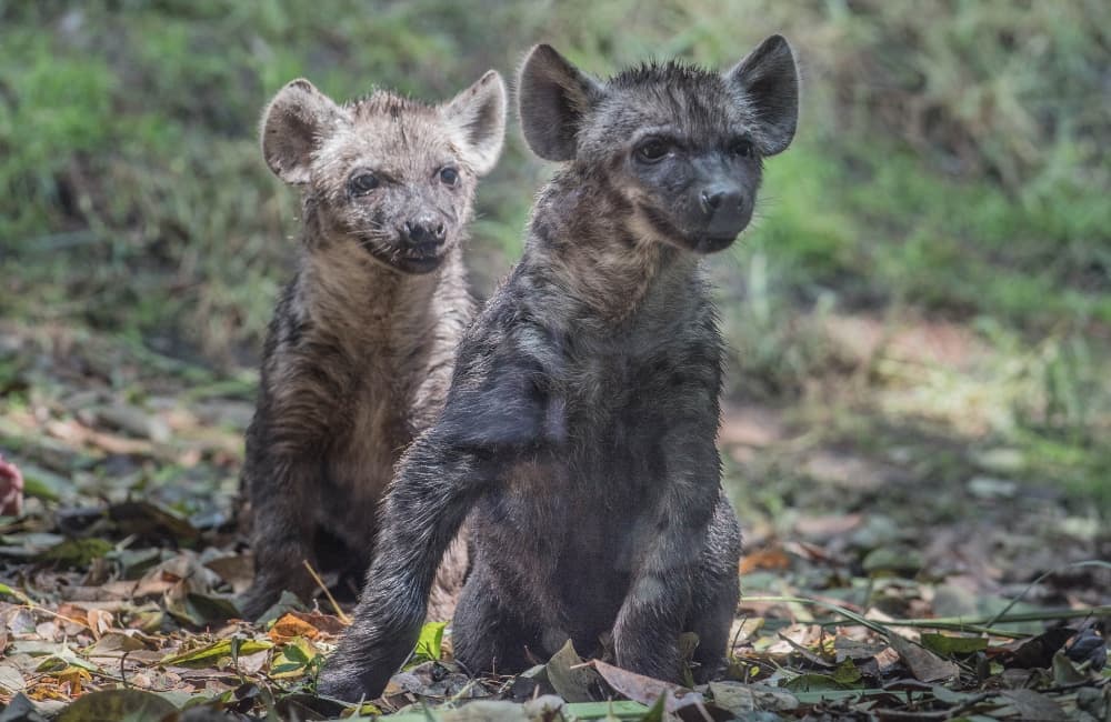 hienas en el zoológico de chapultepec