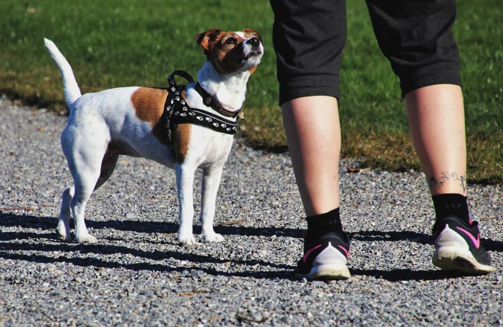 Venustiano Carranza tendrá jornadas de adiestramiento canino gratuitas
