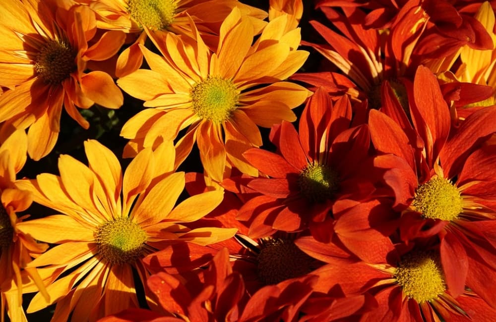 festival de las flores de otoño