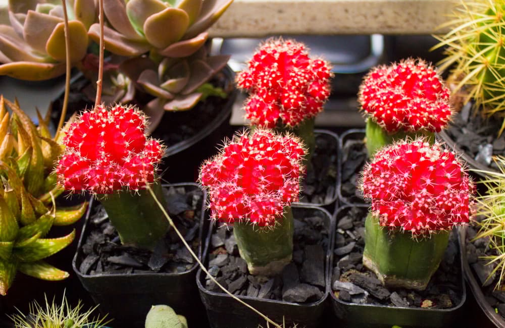 festival del jardín en octubre 2019