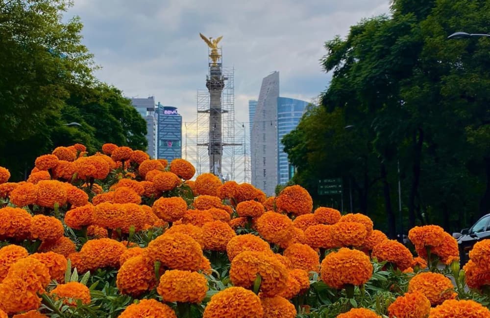 cempasúchil en reforma