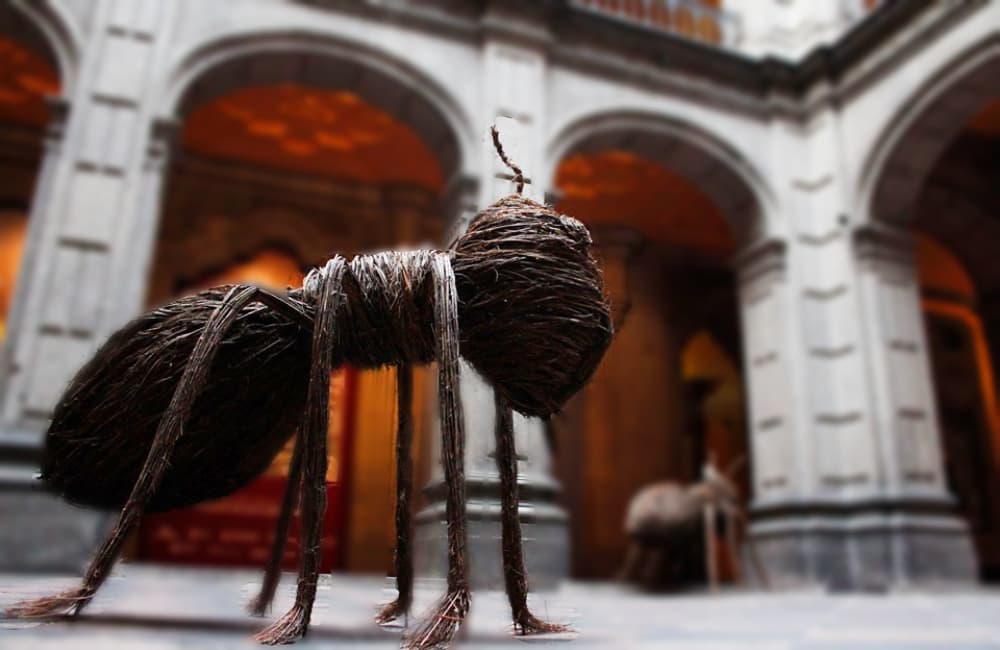 expo de insectos en san ildefonso