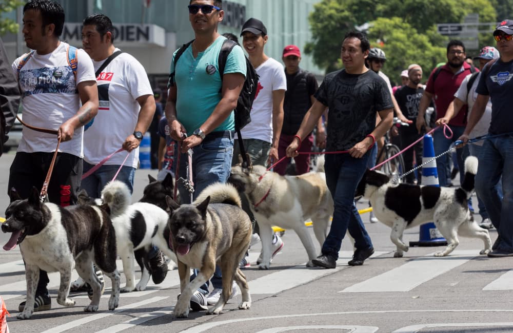 Proponen hacer magno paseo con mascotas en CDMX cada dos meses