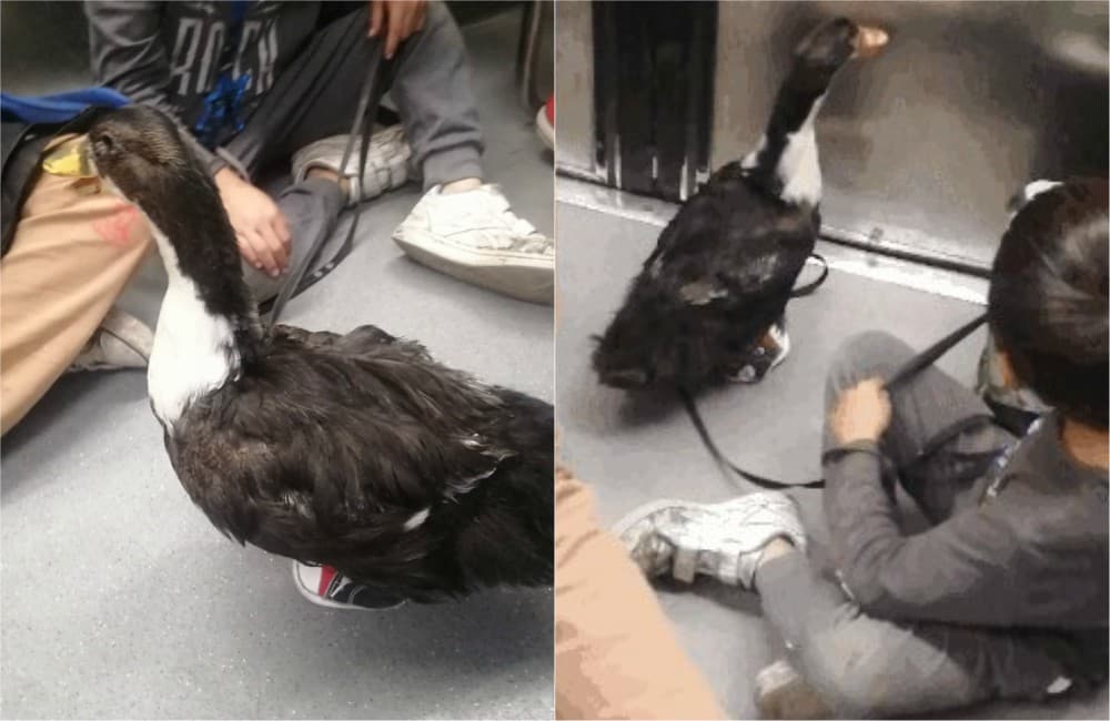 pato con tenis en CDMX