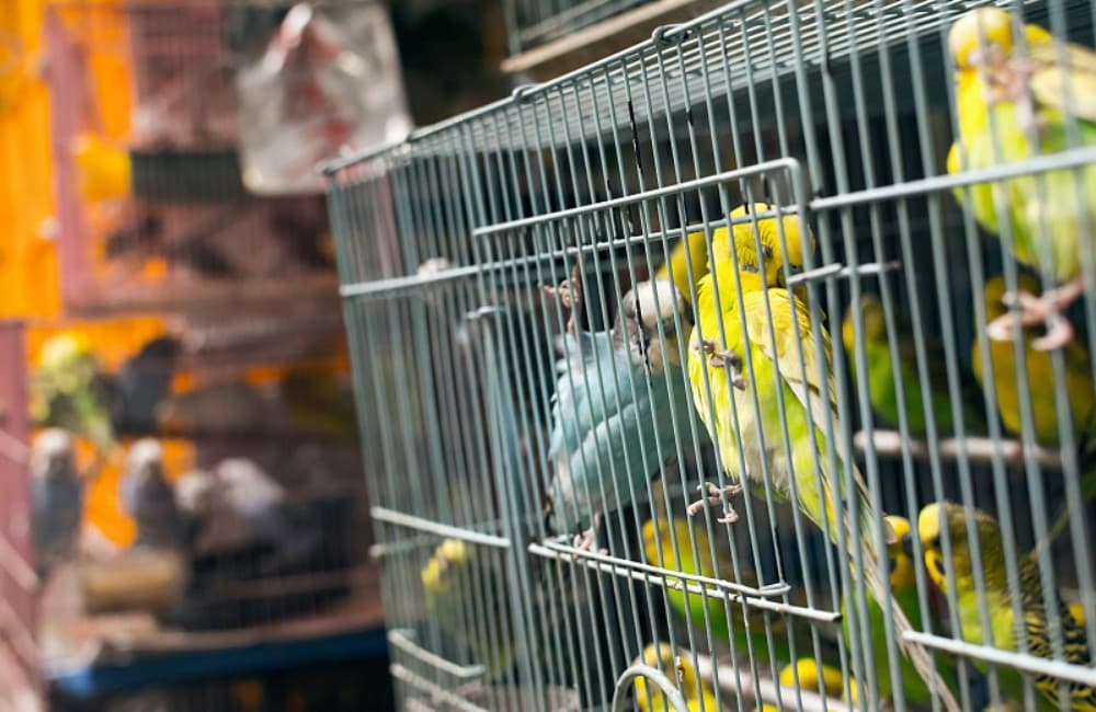 venta de animales en mercados