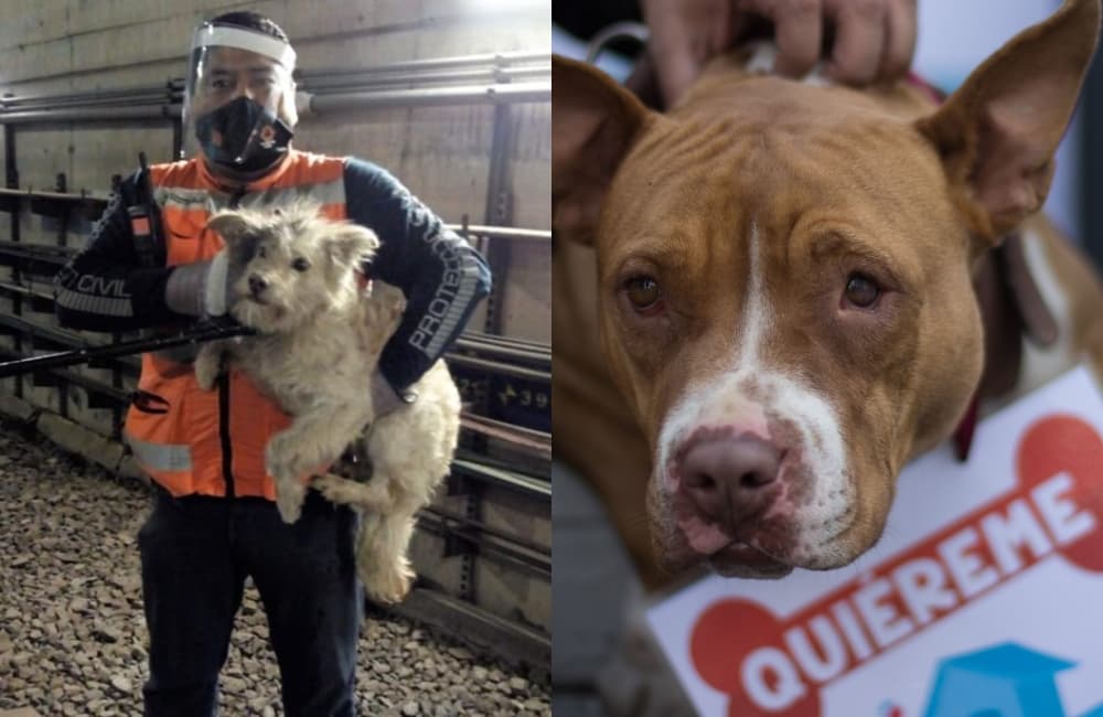 perros rescatados del metro
