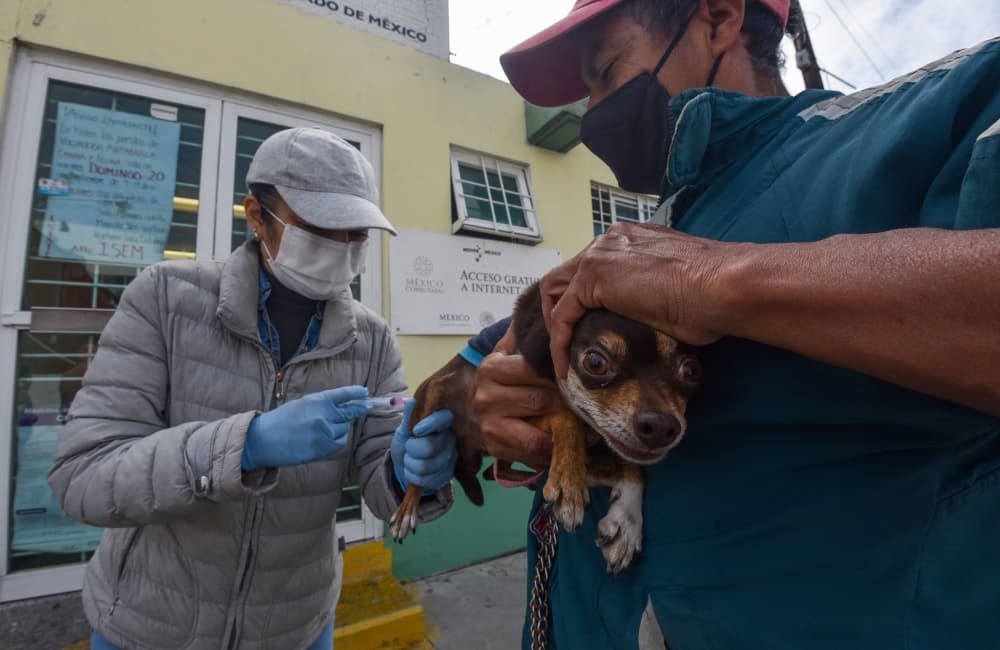 jornada de vacunación antirrábica 2020
