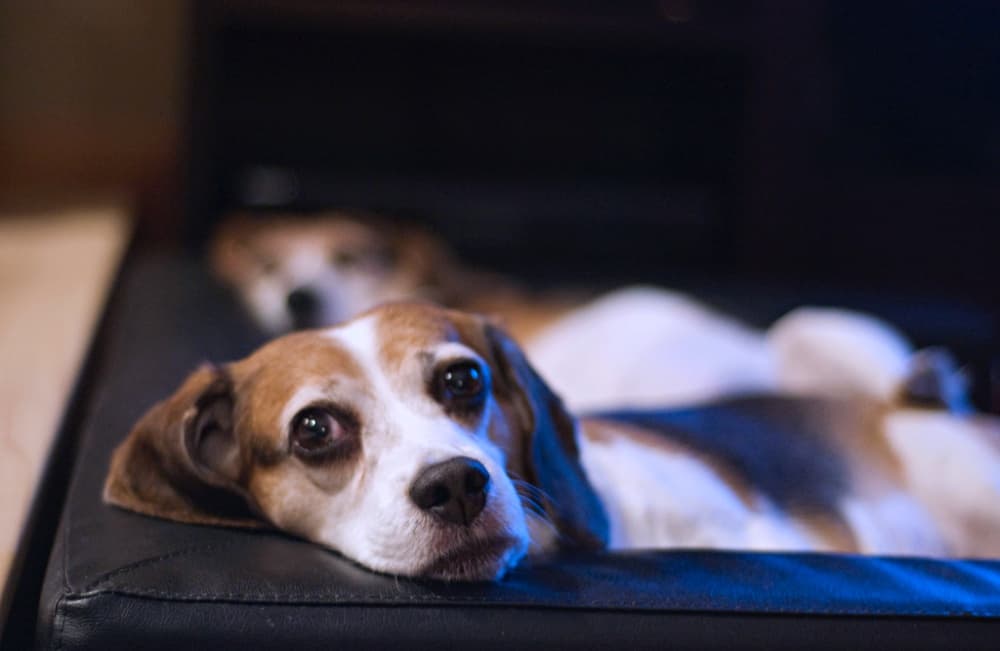 netflix con mascotas