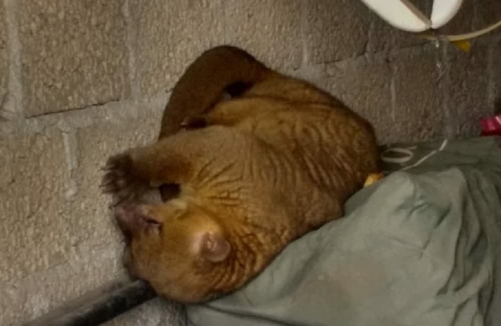 encuentran martucha en la gam