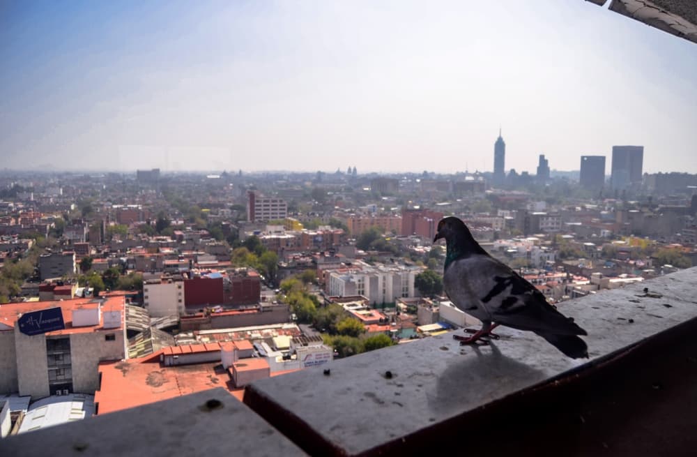palomas en la CDMX