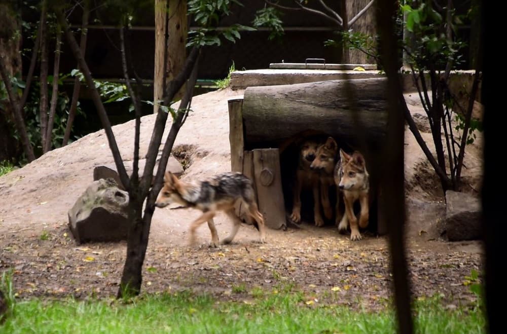 ya puedes visitar a los lobos nacidos en la CDMX