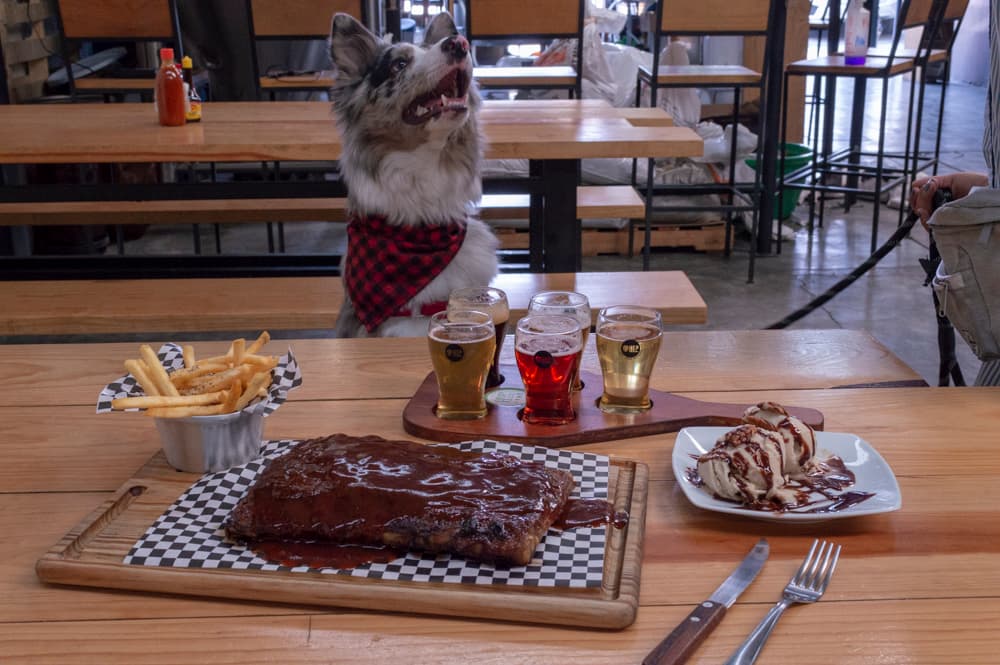 bares para ir con perros en CDMX