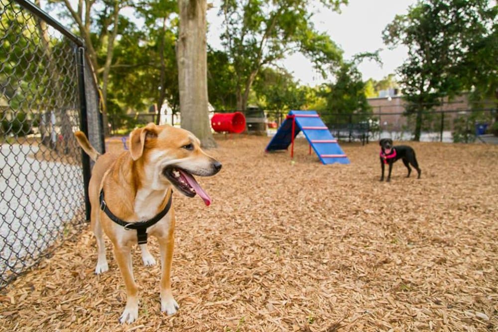 parques para perros en la CDMX