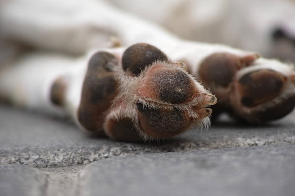 muerte de una mascota