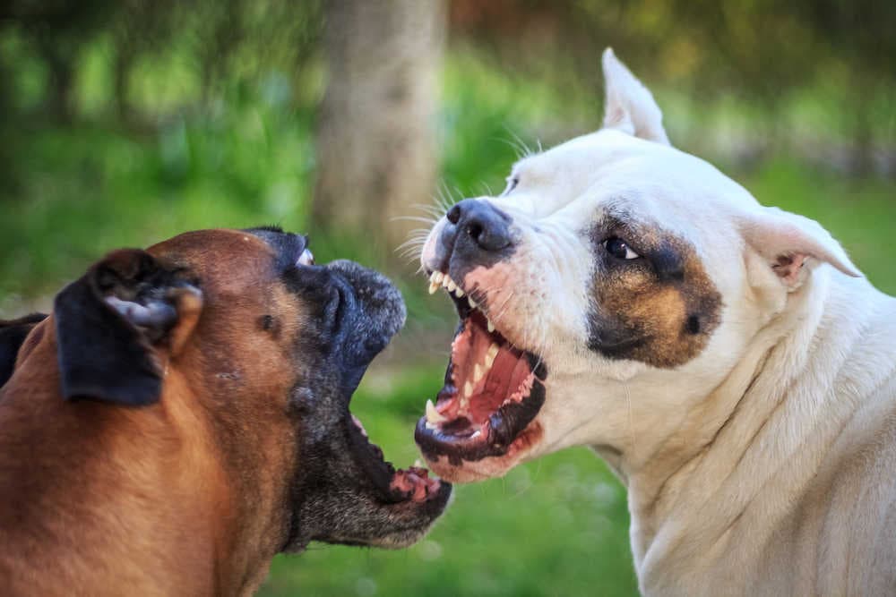 Peleas de perros