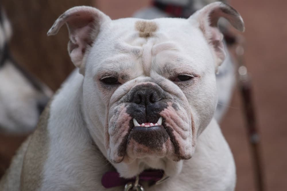 IVA en alimentos para mascotas