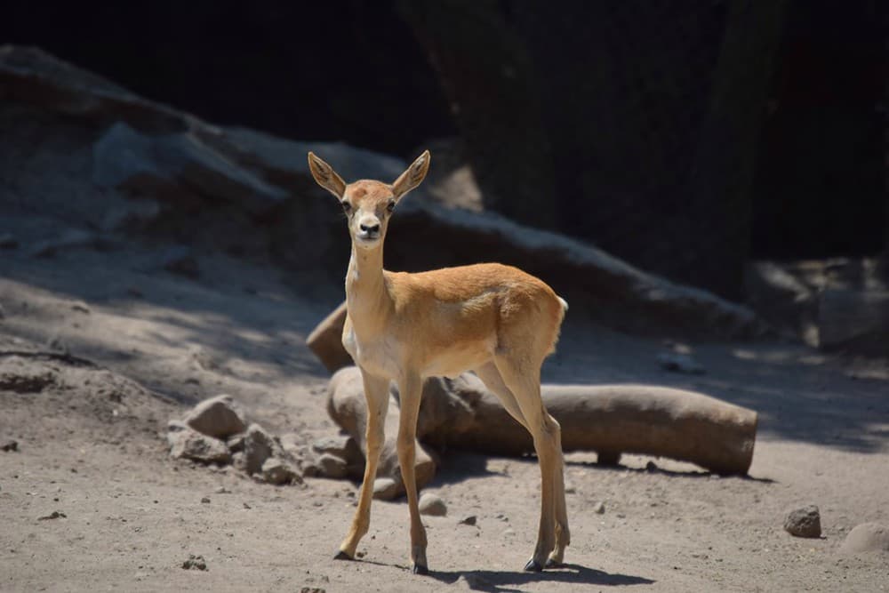 #Fotos: ¡Awww! Nacen siete antílopes en el Zoológico de Chapultepec