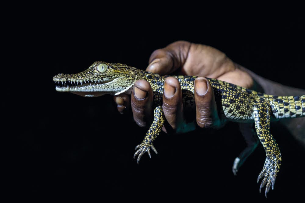 safari nocturno en Celestún