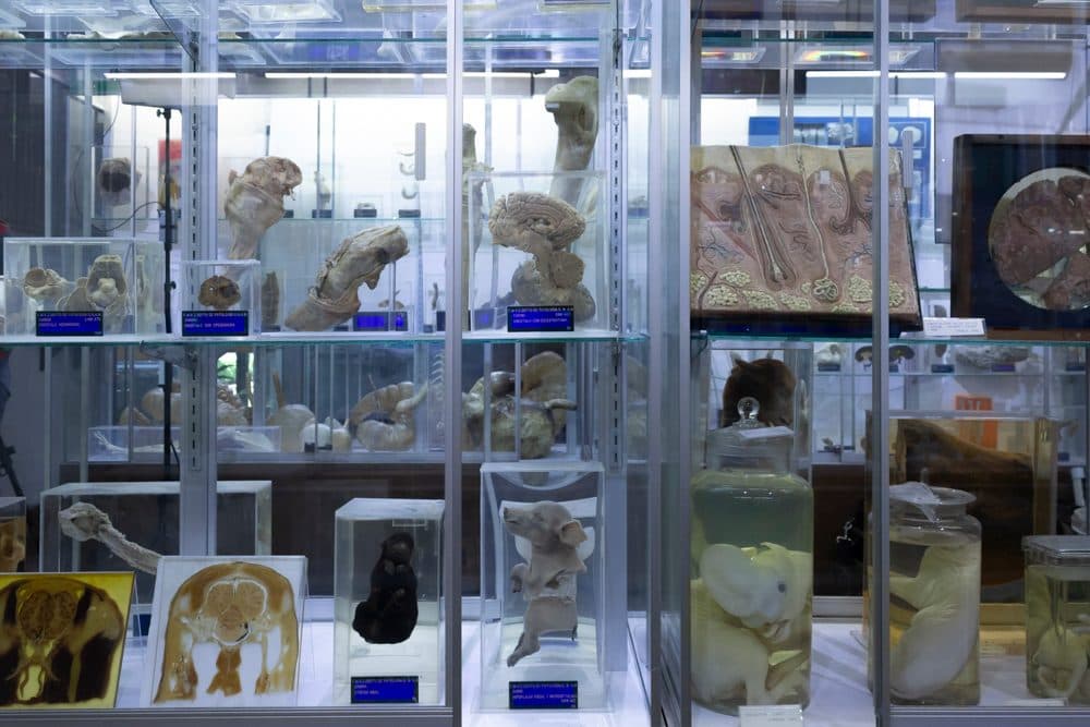 Museo de Anatomopatología Veterinaria