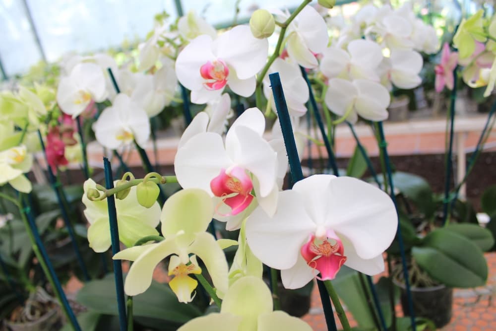 cómo cuidar orquídeas