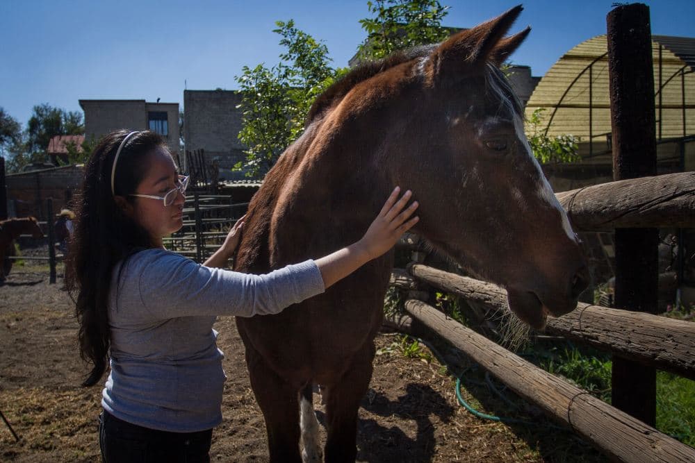 sedena vendera caballos